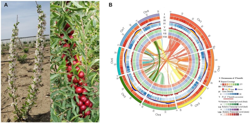 The genome of Prunus humilis provides new insights to drought adaption and population diversity.