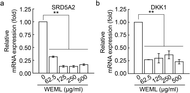 <i>Mangifera Indica</i> leaf extracts promote hair growth via activation of Wnt signaling pathway in human dermal papilla cells.