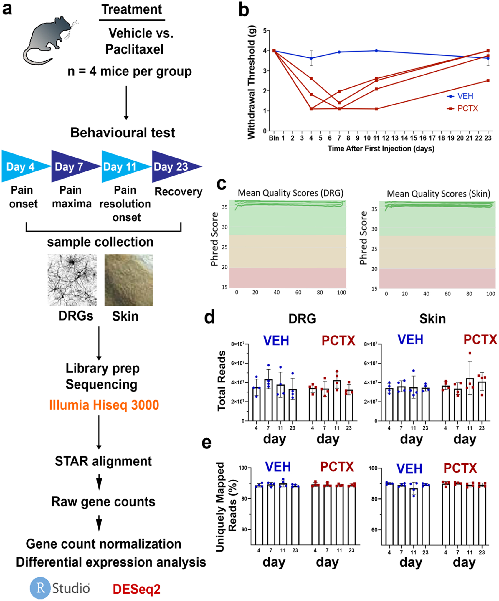 Longitudinal RNA Sequencing of Skin and DRG Neurons in Mice with Paclitaxel-Induced Peripheral Neuropathy.