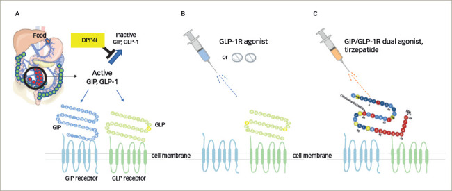 Tirzepatide: A Novel, Once-weekly Dual GIP and GLP-1 Receptor Agonist for the Treatment of Type 2 Diabetes.