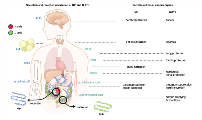 Tirzepatide: A Novel, Once-weekly Dual GIP and GLP-1 Receptor Agonist for the Treatment of Type 2 Diabetes.