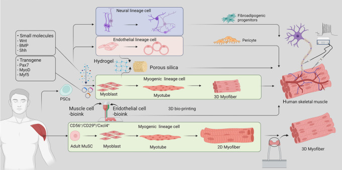 Human Tissue-Engineered Skeletal Muscle: A Tool for Metabolic Research.