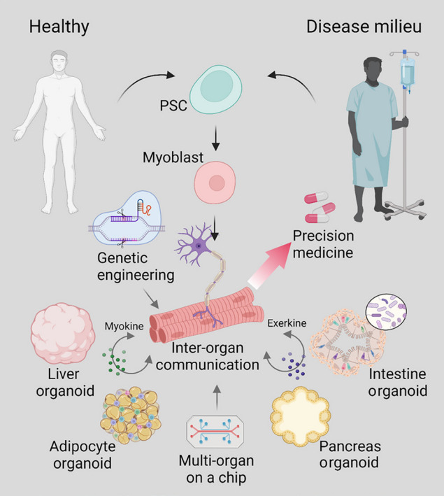 Human Tissue-Engineered Skeletal Muscle: A Tool for Metabolic Research.