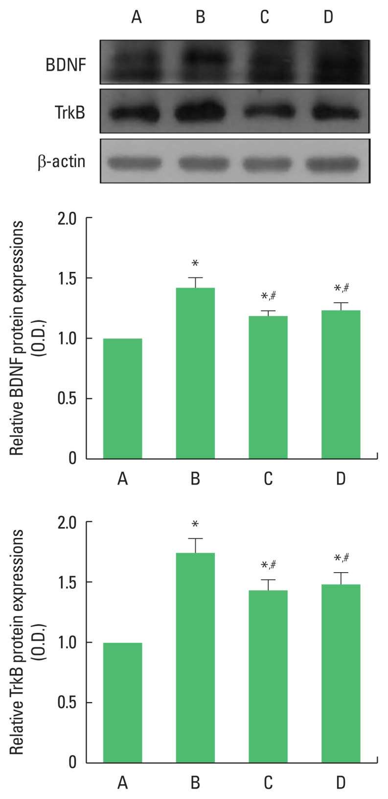 Effects of exercise and microbiota transplant on the memory of obesity-induced mice.
