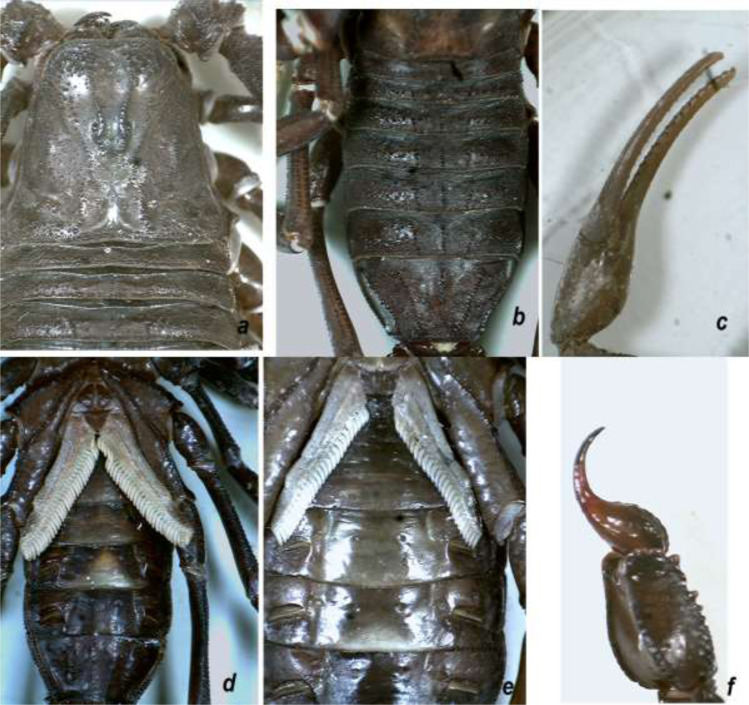 Molecular Survey of Mitochondrial Genes in Different Populations of the Black Fat-Tailed Scorpion, <i>Androctonus crassicauda</i>.