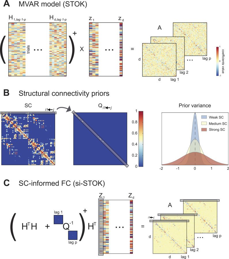 Structure supports function: Informing directed and dynamic functional connectivity with anatomical priors.