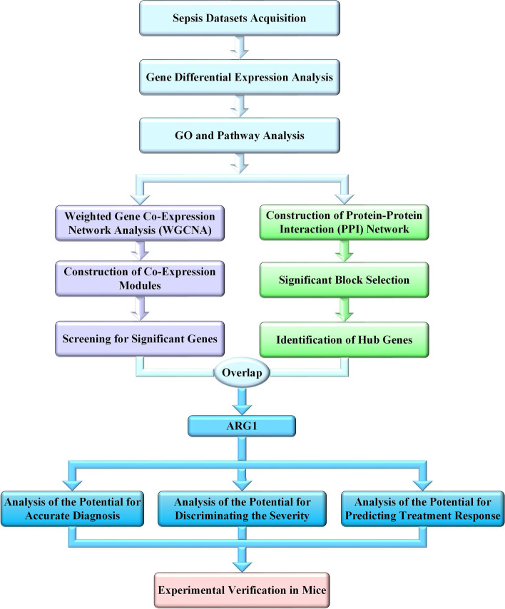 ARG1 as a promising biomarker for sepsis diagnosis and prognosis: evidence from WGCNA and PPI network.