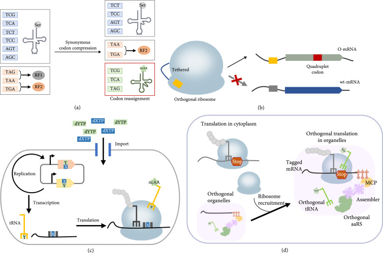 Improving the Efficiency and Orthogonality of Genetic Code Expansion.