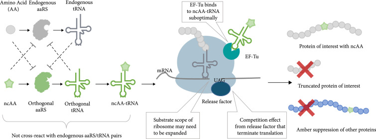 Improving the Efficiency and Orthogonality of Genetic Code Expansion.