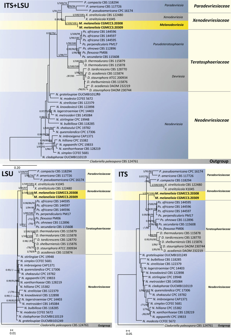 <i>Melanodevriesia</i>, a new genus of endolichenic oleaginous black yeast recovered from the Inner Mongolia Region of China.