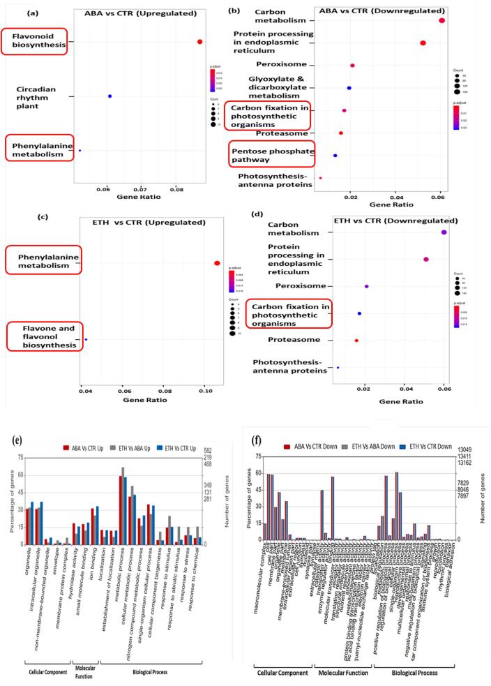 Unraveling the pathways influencing the berry color and firmness of grapevine cv. Flame Seedless treated with bioregulators using biochemical and RNA-Seq analysis under semi-arid subtropics