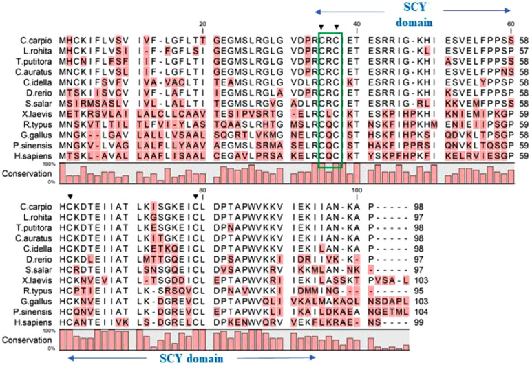 Molecular characterization of four innate immune genes in Tor putitora and their comparative transcriptional abundance during wild- and captive-bred ontogenetic developmental stages