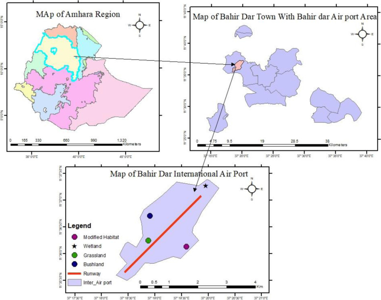 Avian diversity and bird-aircraft strike problems in Bahir Dar International Airport, Bahir Dar, Ethiopia.