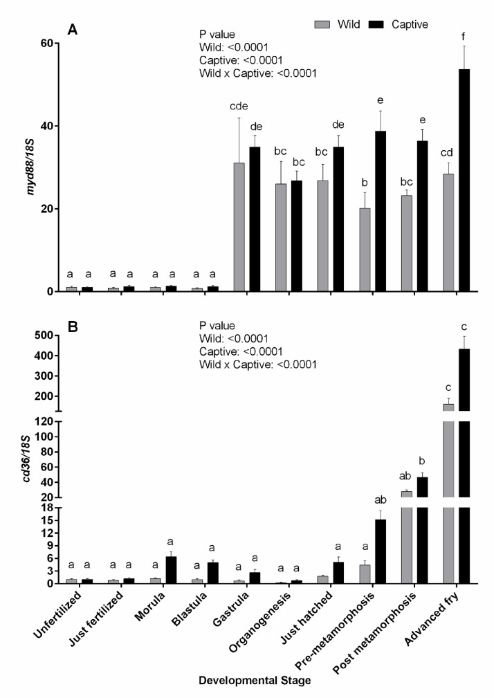 Molecular characterization of four innate immune genes in Tor putitora and their comparative transcriptional abundance during wild- and captive-bred ontogenetic developmental stages