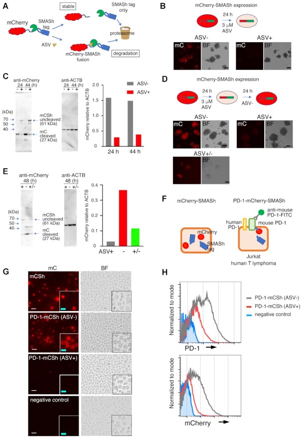 A degron system targeting endogenous PD-1 inhibits the growth of tumor cells in mice.