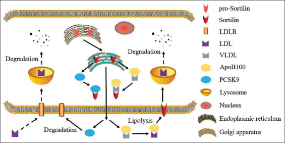 Emerging roles of sortilin in affecting the metabolism of glucose and lipid profiles.