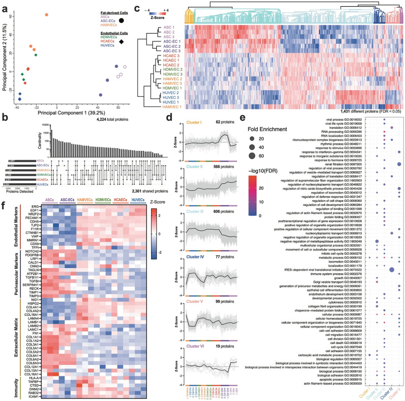 Vascular tissue engineering from human adipose tissue: fundamental phenotype of its resident microvascular endothelial cells and stromal/stem cells