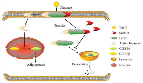 Emerging roles of sortilin in affecting the metabolism of glucose and lipid profiles.