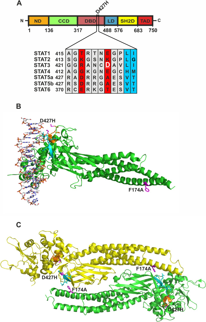 Evaluation of the putative lymphoma-associated point mutation D427H in the STAT3 transcription factor.