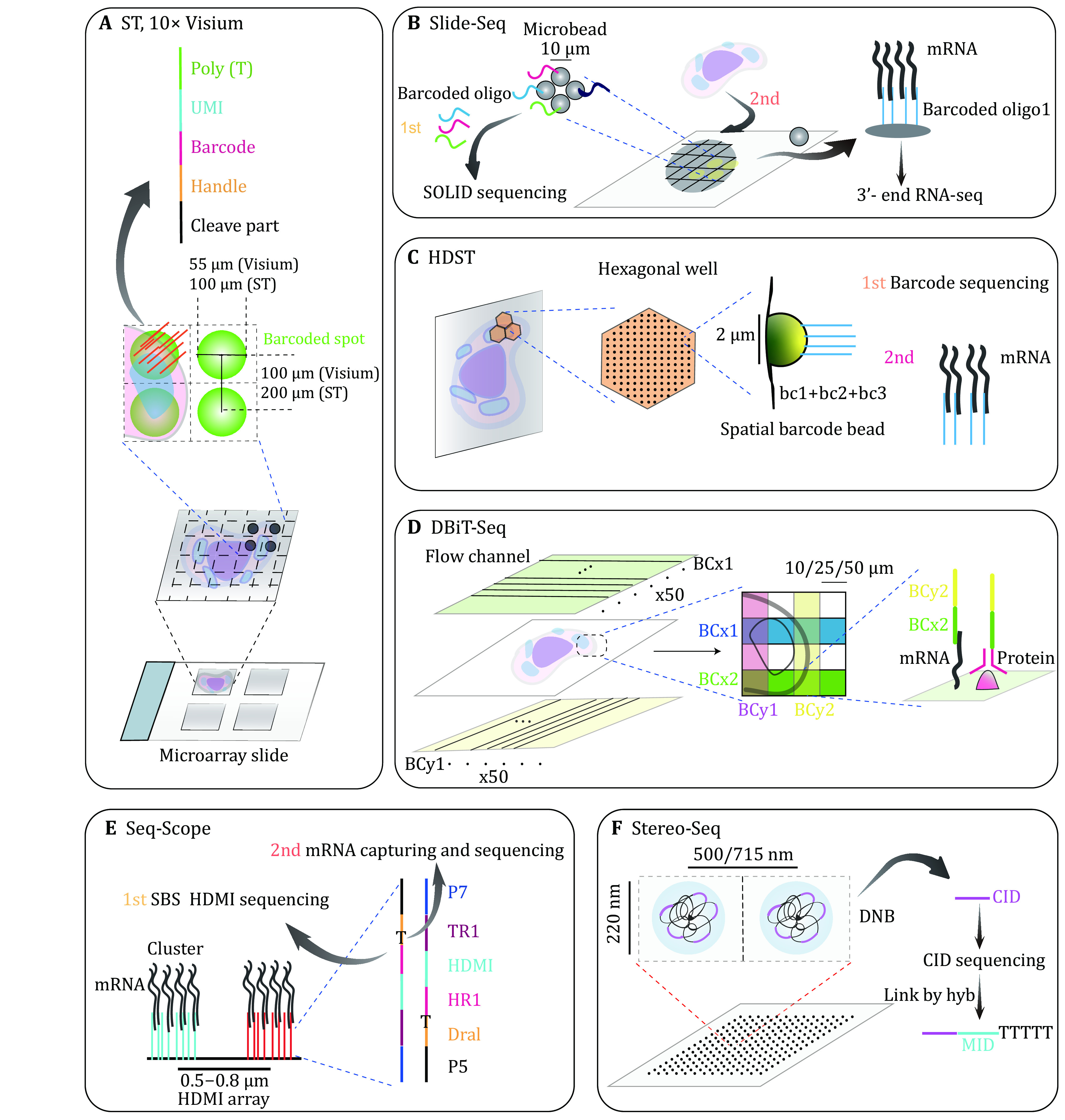 Spatial transcriptomics: new dimension of understanding biological complexity.