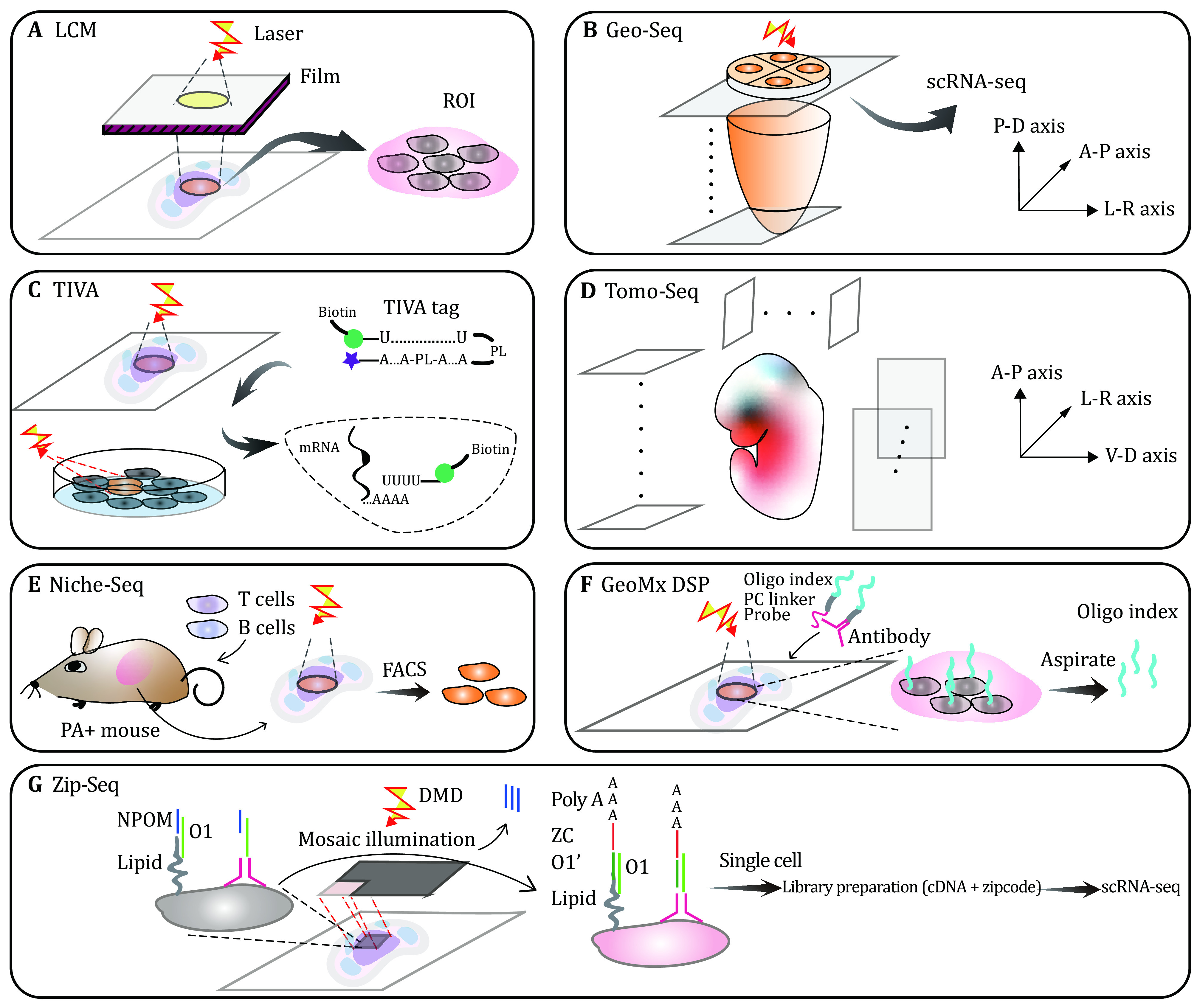 Spatial transcriptomics: new dimension of understanding biological complexity.