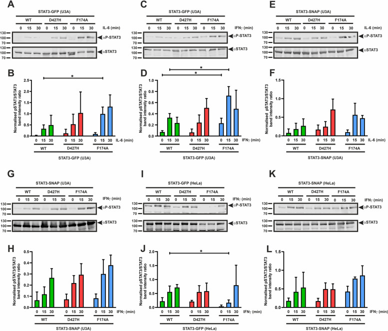 Evaluation of the putative lymphoma-associated point mutation D427H in the STAT3 transcription factor.