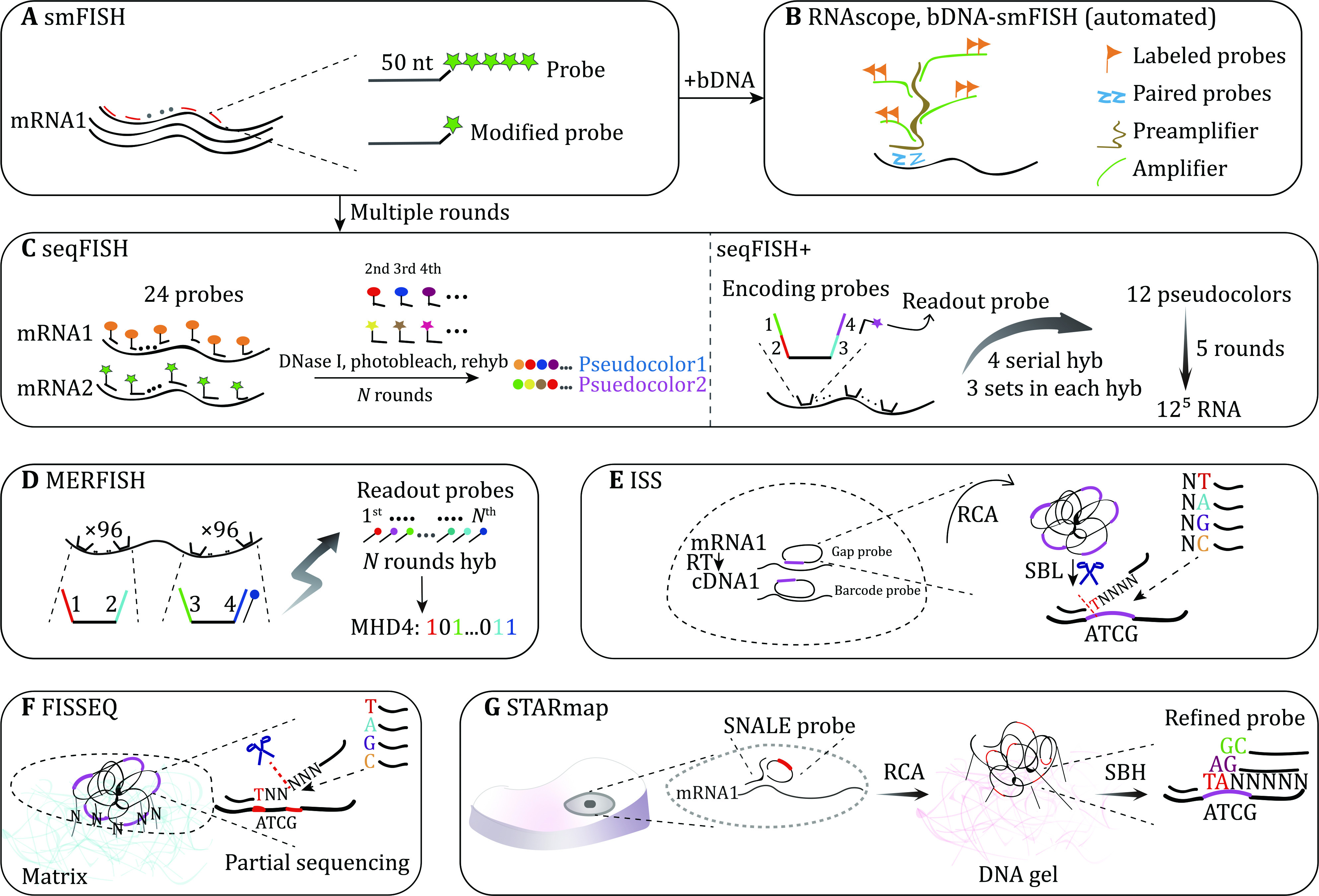 Spatial transcriptomics: new dimension of understanding biological complexity.