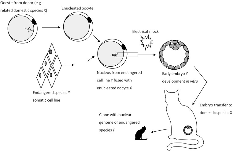 Resurrecting biodiversity: advanced assisted reproductive technologies and biobanking.