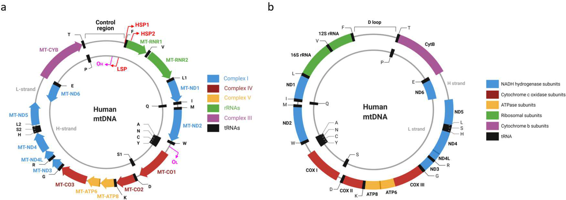 Mitochondrial DNA: Consensuses and Controversies.