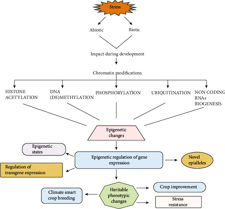 Role of Epigenetics in Modulating Phenotypic Plasticity against Abiotic Stresses in Plants.