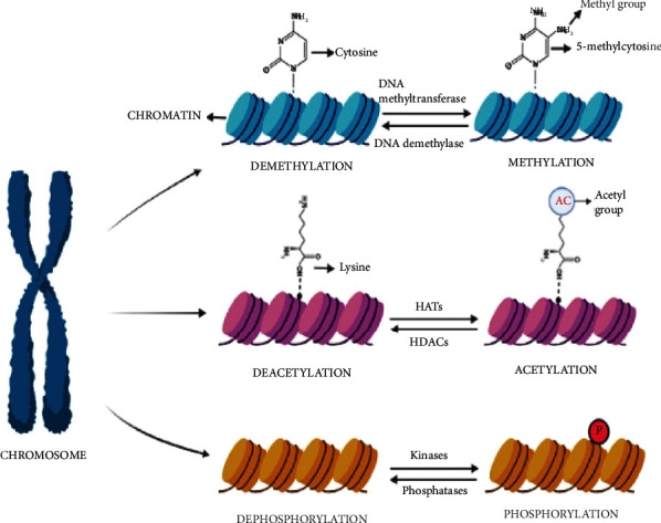 Role of Epigenetics in Modulating Phenotypic Plasticity against Abiotic Stresses in Plants.