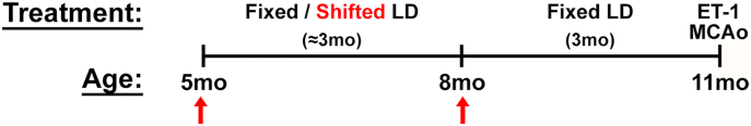 Sex differences in the diathetic effects of shift work schedules on circulating cytokine levels and pathological outcomes of ischemic stroke during middle age