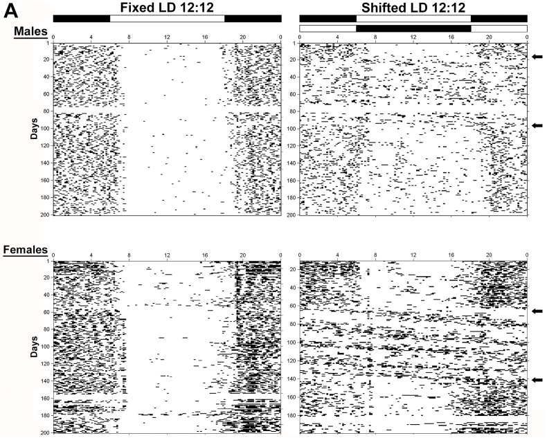 Sex differences in the diathetic effects of shift work schedules on circulating cytokine levels and pathological outcomes of ischemic stroke during middle age