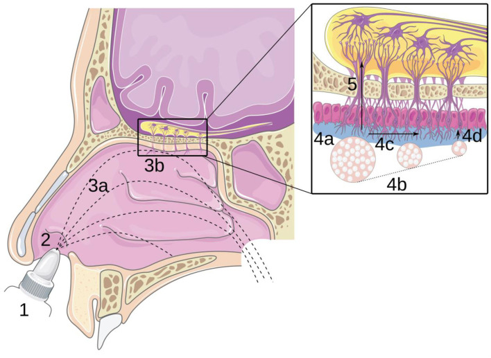 Instillation of a Dry Powder in Nasal Casts: Parameters Influencing the Olfactory Deposition With Uni- and Bi-Directional Devices.