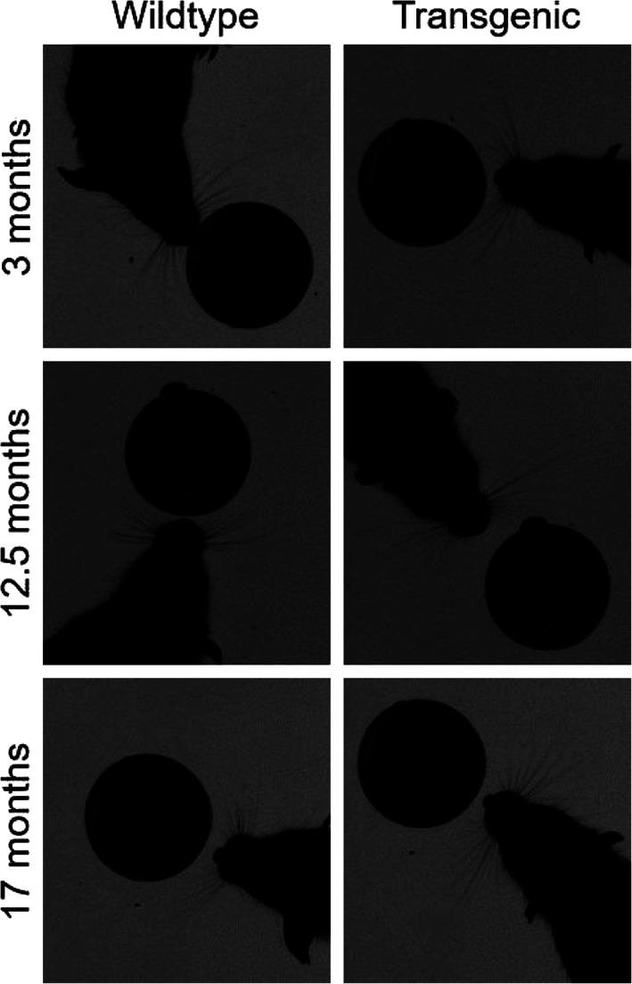 Abnormal whisker movements in the 3xTg-AD mouse model of Alzheimer's disease