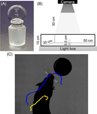 Abnormal whisker movements in the 3xTg-AD mouse model of Alzheimer's disease