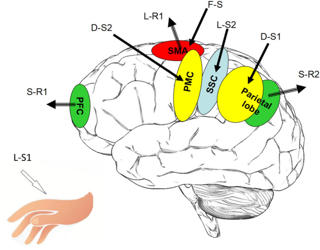 Consciousness, decision making, and volition: freedom beyond chance and necessity.