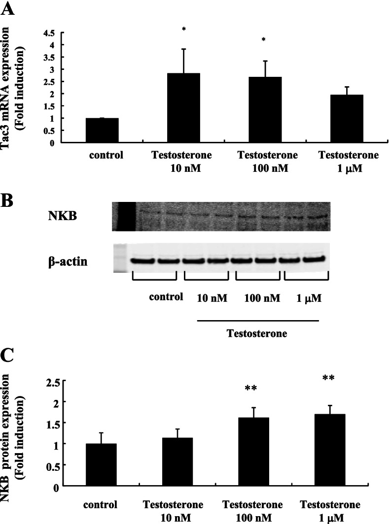 Hyperandrogenism induces proportional changes in the expression of Kiss-1, Tac2, and DynA in hypothalamic KNDy neurons.