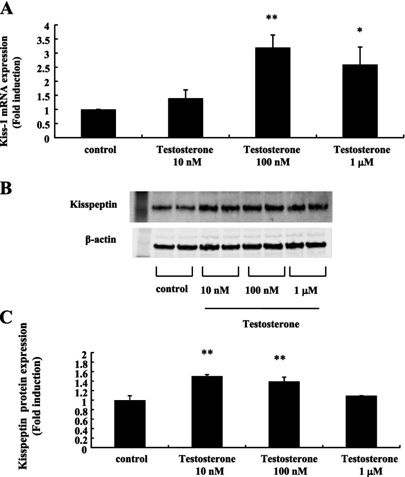 Hyperandrogenism induces proportional changes in the expression of Kiss-1, Tac2, and DynA in hypothalamic KNDy neurons.