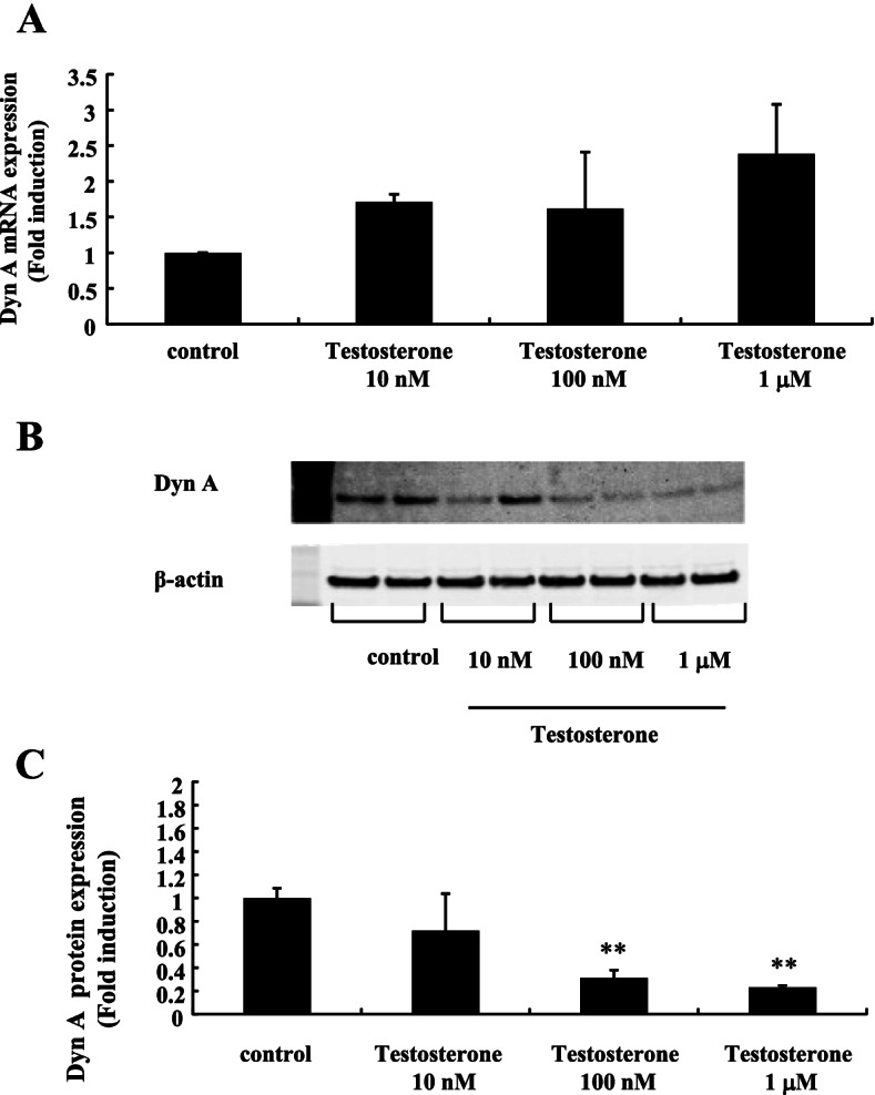 Hyperandrogenism induces proportional changes in the expression of Kiss-1, Tac2, and DynA in hypothalamic KNDy neurons.