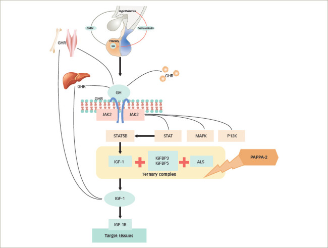 Novel Insights Into the Genetic Causes of Short Stature in Children.