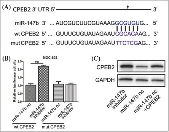 <i>MIR-147B</i> Regulated Proliferation and Apoptosis of Gastric Cancer Cells by Targeting <i>CPEB2</i> Via the PTEN Pathway.