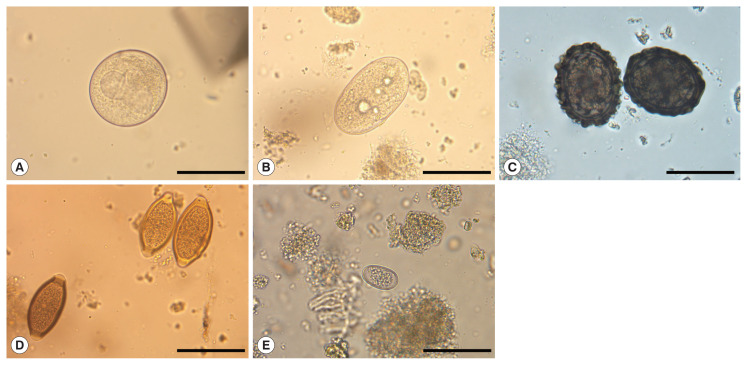 Distribution of Gastrointestinal Parasitic Infection in Domestic Pigs in the Republic of Korea: Nationwide Survey from 2020-2021.