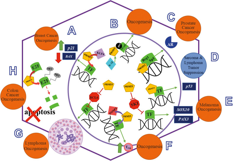 Protein Arginine Methyltransferase 5 (PRMT5) Inhibitors in Oncology Clinical Trials: A review.