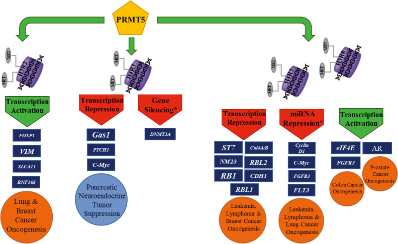 Protein Arginine Methyltransferase 5 (PRMT5) Inhibitors in Oncology Clinical Trials: A review.