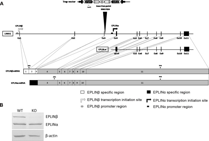 EPLINβ Is Involved in the Assembly of Cadherin-catenin Complexes in Osteoblasts and Affects Bone Formation.