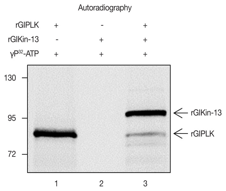 Kinesin-13, a Motor Protein, is Regulated by Polo-like Kinase in Giardia lamblia.