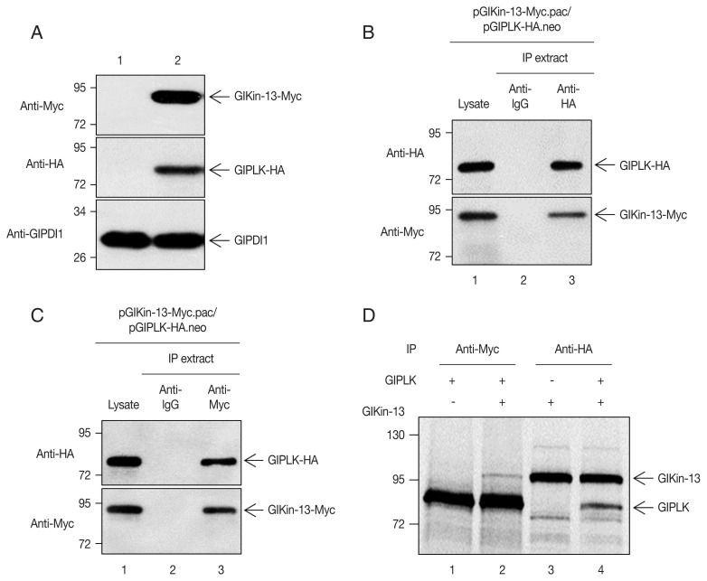 Kinesin-13, a Motor Protein, is Regulated by Polo-like Kinase in Giardia lamblia.