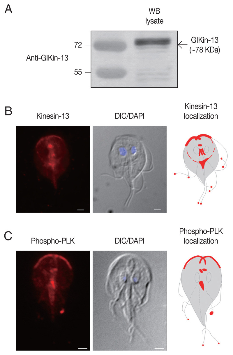 Kinesin-13, a Motor Protein, is Regulated by Polo-like Kinase in Giardia lamblia.