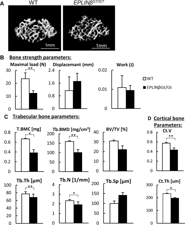 EPLINβ Is Involved in the Assembly of Cadherin-catenin Complexes in Osteoblasts and Affects Bone Formation.